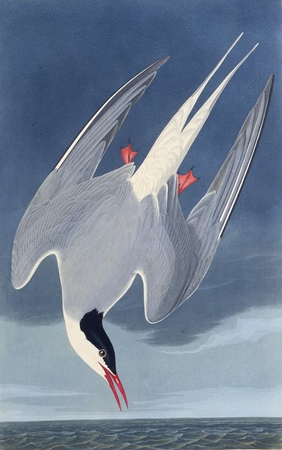 El charrán ártico. De Las Aves de América, 1827-1838 de John James Audubon