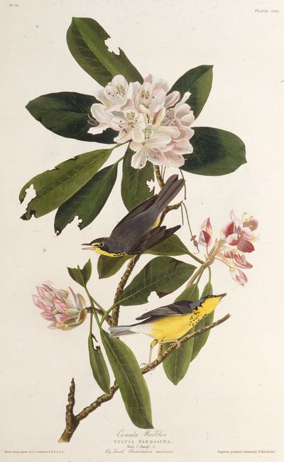 La reinita canadiense. De Los Pájaros de América, 1827-1838 de John James Audubon