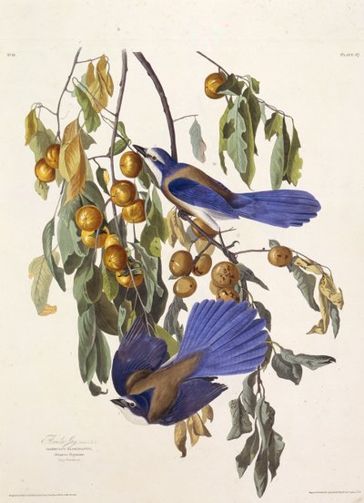 El arrendajo de Florida. De Las Aves de América de John James Audubon