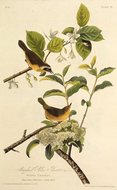 La Reinita de Maryland. De Las Aves de América, 1827-1838 de John James Audubon