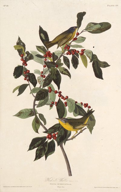 La Reinita de Nashville. De Las Aves de América, 1827-1838 de John James Audubon