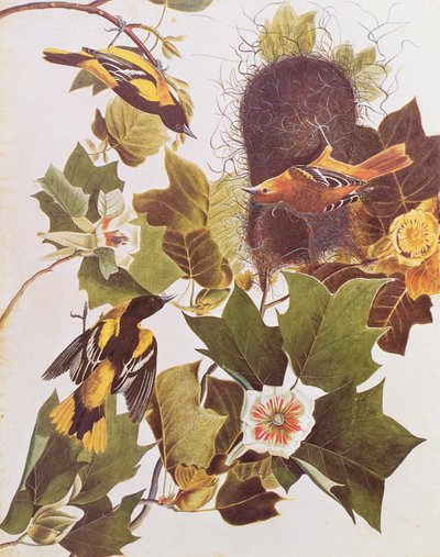 El Oriol, de Pájaros de América de John James Audubon