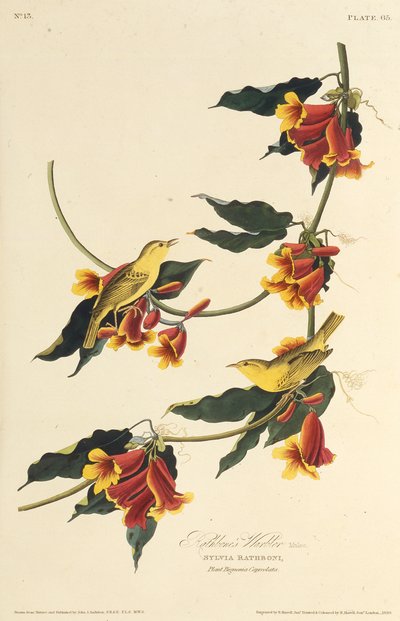 El reyezuelo de Rathbone. De Las Aves de América, 1827-1838 de John James Audubon