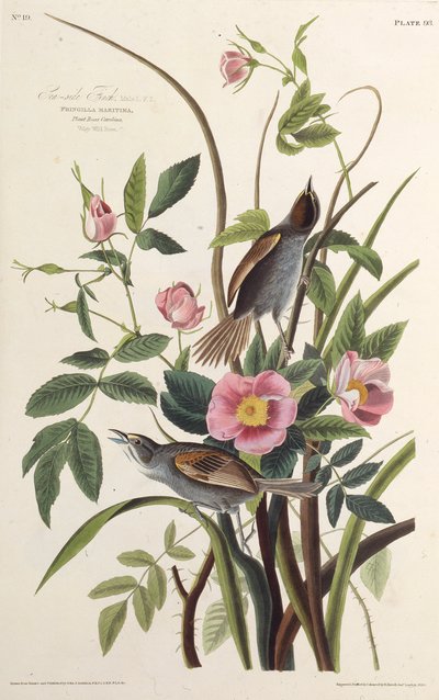 El pinzón de la costa. De Las aves de América, 1827-1838 de John James Audubon