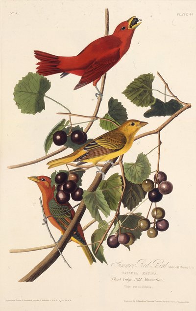 El pájaro rojo de verano. De Los pájaros de América, 1827-1838 de John James Audubon