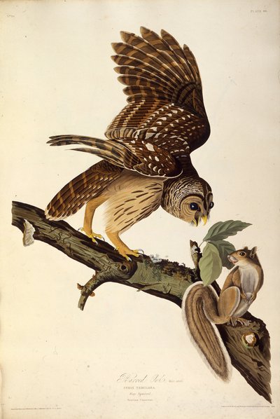 El búho barrado. De Las Aves de América, 1827-1838 de John James Audubon