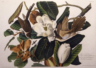 El cuco de pico negro. De Los Pájaros de América, 1827-1838 de John James Audubon