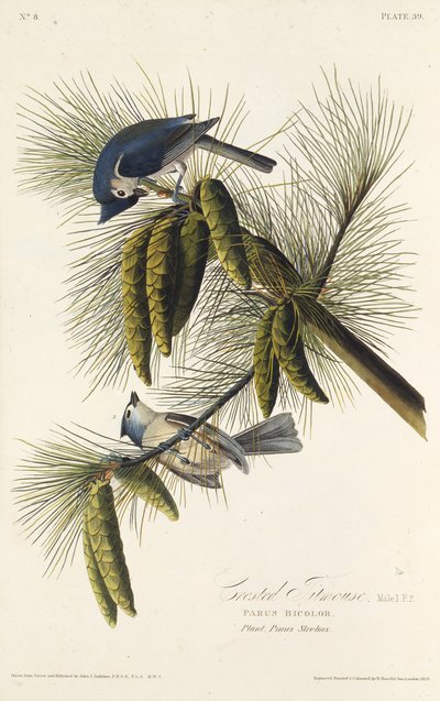 El carbonero crestinegro. De Las Aves de América de John James Audubon