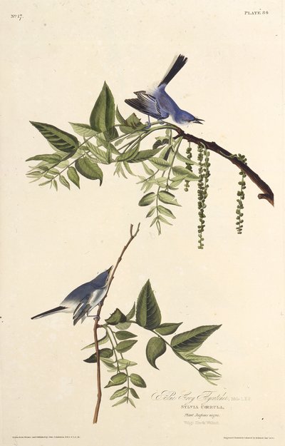 El mosquero azul-gris. De Las aves de América, 1827-1838 de John James Audubon
