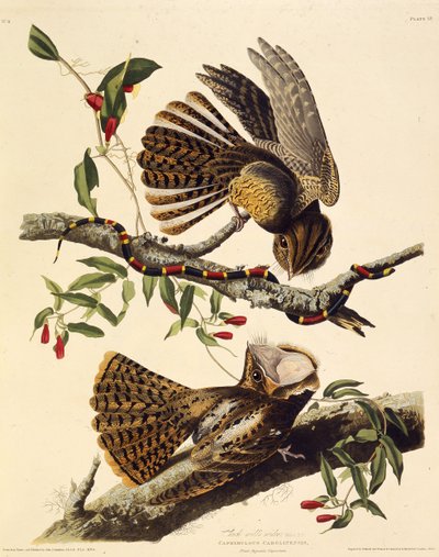 El chuck-wills-widow. De Las Aves de América, 1827-1838 de John James Audubon