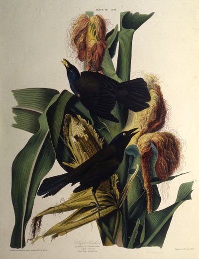 El zanate común. De Las Aves de América, 1827-1838 de John James Audubon