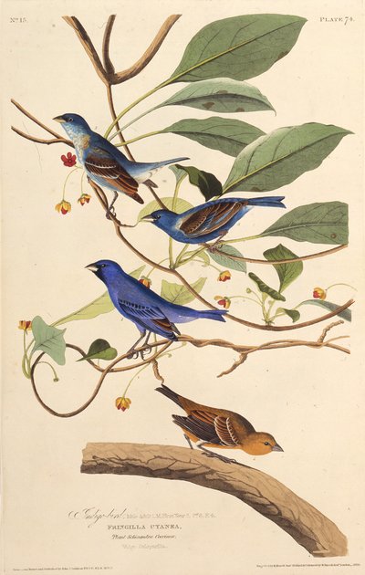 Los pájaros índigo. De Los Pájaros de América, 1827-1838 de John James Audubon