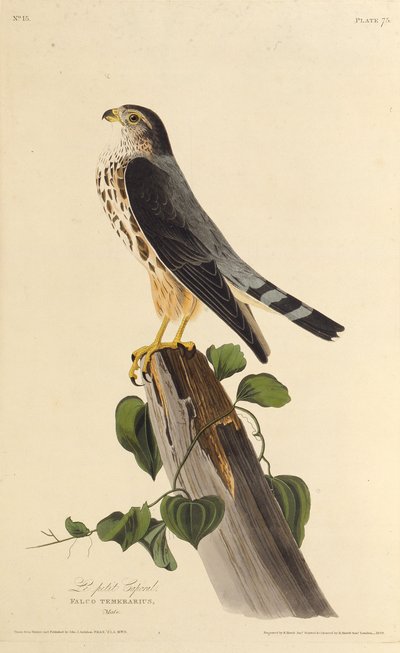 El halcón. De Los Pájaros de América, 1827-1838 de John James Audubon