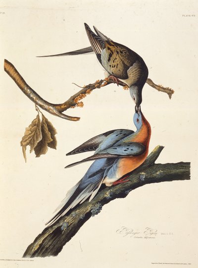 La paloma pasajera. De Las aves de América, 1827-1838 de John James Audubon