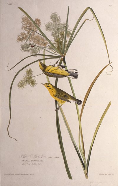 La reinita de las praderas. De Las Aves de América, 1827-1838 de John James Audubon