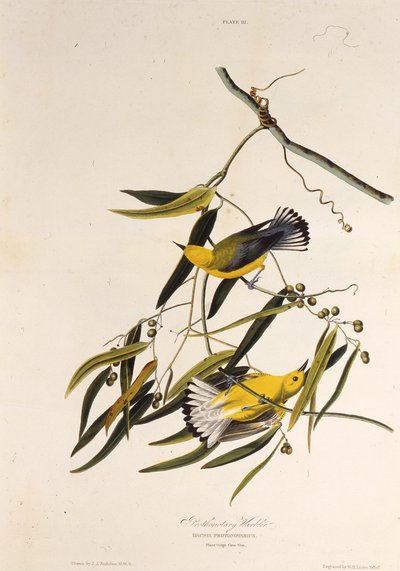El chipe protonotario. De Las Aves de América, 1827-1838 de John James Audubon