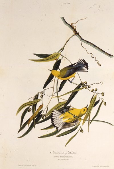 El chipe protonotario. De Las Aves de América, 1827-1838 de John James Audubon