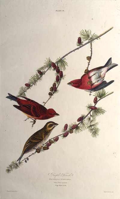 El pinzón púrpura. De Las aves de América, 1827-1838 de John James Audubon