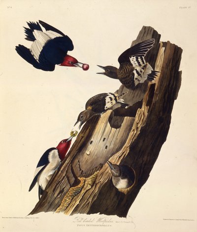 El pájaro carpintero de cabeza roja. De Las Aves de América, 1827-1838 de John James Audubon