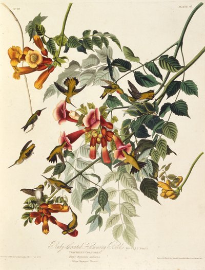 El colibrí garganta de rubí. De Las Aves de América, 1827-1838 de John James Audubon