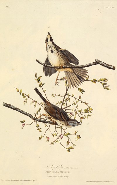 El gorrión cantor. De Las Aves de América de John James Audubon