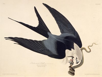 El milano cola de golondrina. De Las Aves de América, 1827-1838 de John James Audubon