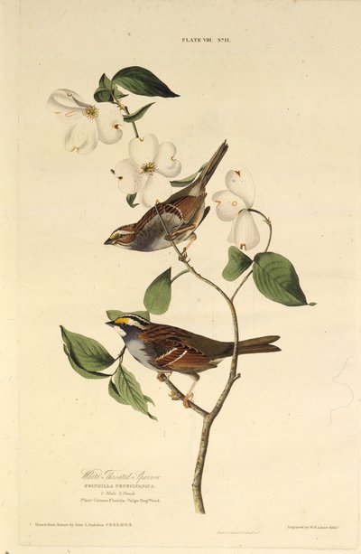 El gorrión de garganta blanca. De Las aves de América, 1827-1838 de John James Audubon