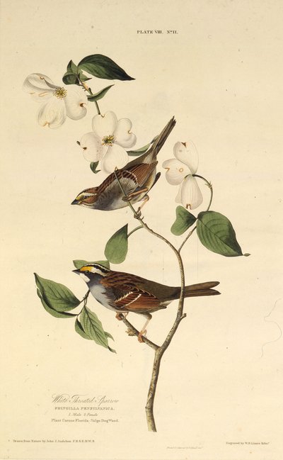 El gorrión de garganta blanca. De Los Pájaros de América, 1827-1838 de John James Audubon