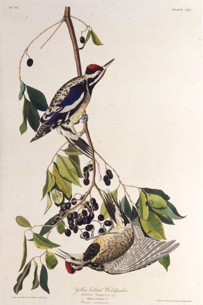El chupasavia de vientre amarillo. De Las Aves de América, 1827-1838 de John James Audubon