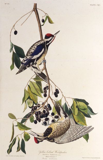 El pájaro carpintero de vientre amarillo. De Las Aves de América, 1827-1838 de John James Audubon