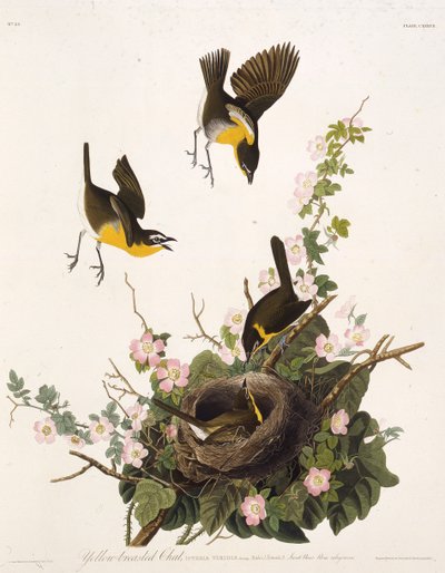 El chipe pechiamarillo. De Las aves de América de John James Audubon