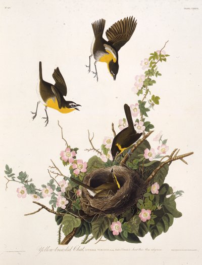 El chat de pecho amarillo. De Las Aves de América, 1827-1838 de John James Audubon