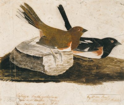 Escribano soteño de John James Audubon