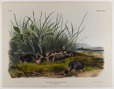 Topo musaraña de Townsend de John James Audubon