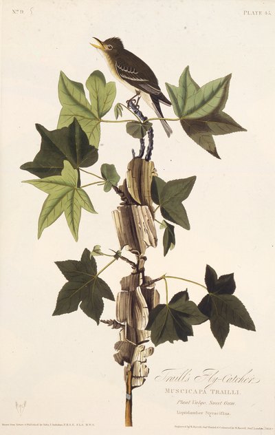 Papamoscas de Traill. De Las Aves de América de John James Audubon