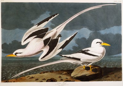 Ave tropical de John James Audubon