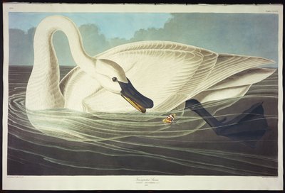 Cisne trompetero de John James Audubon