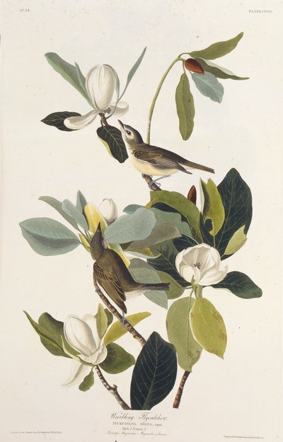 Papamoscas cantor. De Las Aves de América de John James Audubon