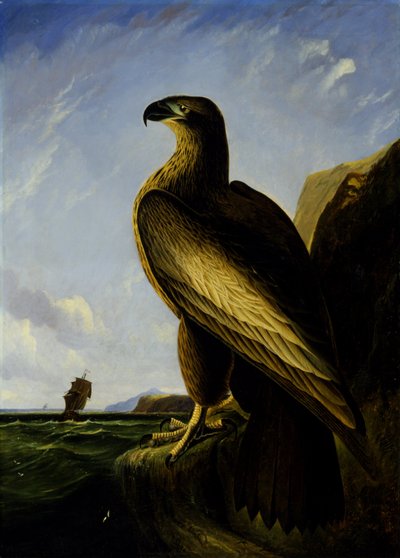 Águila marina de Washington de John James Audubon