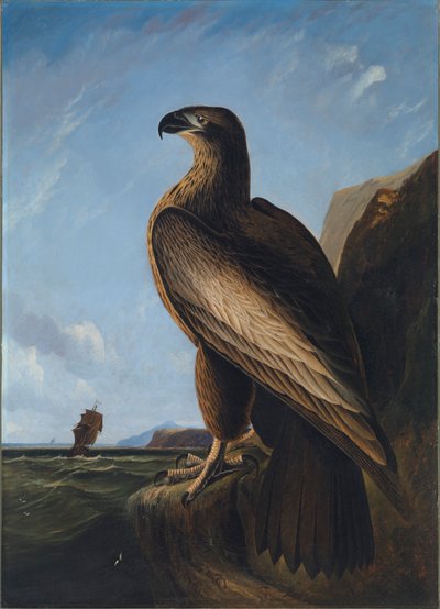 Águila marina de Washington, ca. 1836-1839 de John James Audubon