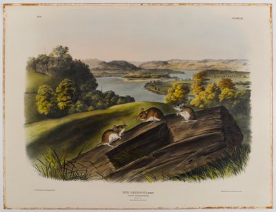 Ratón de patas blancas de John James Audubon