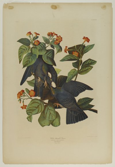 Paloma de cabeza blanca de John James Audubon