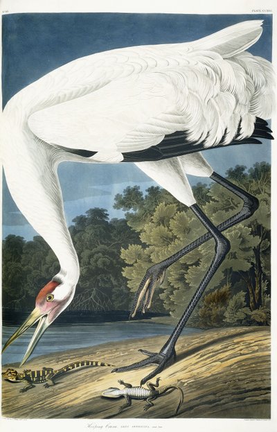 Grulla chillona, macho adulto, 1834 de John James Audubon