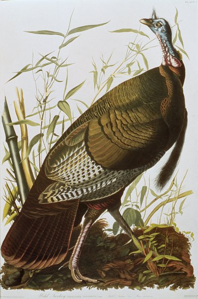 Pavo salvaje, de 
