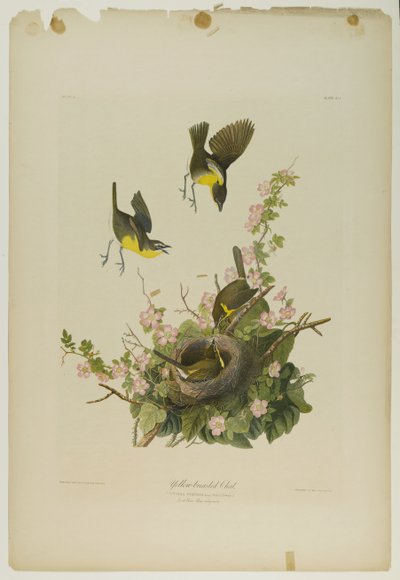 Chipe de pecho amarillo, impreso por Julien Bien y publicado por Roe Lockwood & Son, 1861 de John James Audubon