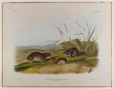 Ratón de pradera de mejillas amarillas de John James Audubon