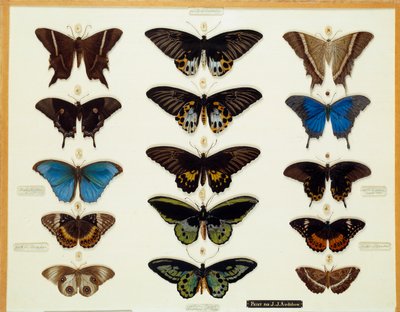 Zoología: Placa de mariposas pintada en vidrio de John James Audubon
