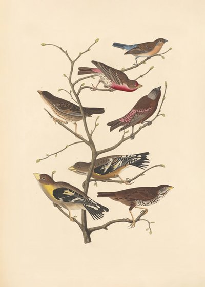 Pinzón azul de John James Audubon/ Rob Havell