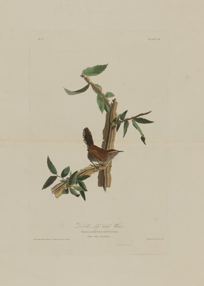 Chochín de Cola Larga de Bewick, de Pájaros de América, grabado por Robert Havell (1793-1878) de John James after Audubon