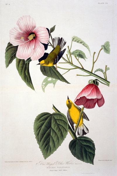 Reinita Amarilla de Alas Azules, de Pájaros de América, grabado por Robert Havell (1793-1878) de John James after Audubon